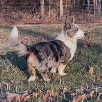 AKC ALYSS, a female Cardigan Welsh Corgi for sale in Fordland, MO – Photo 7 of 7