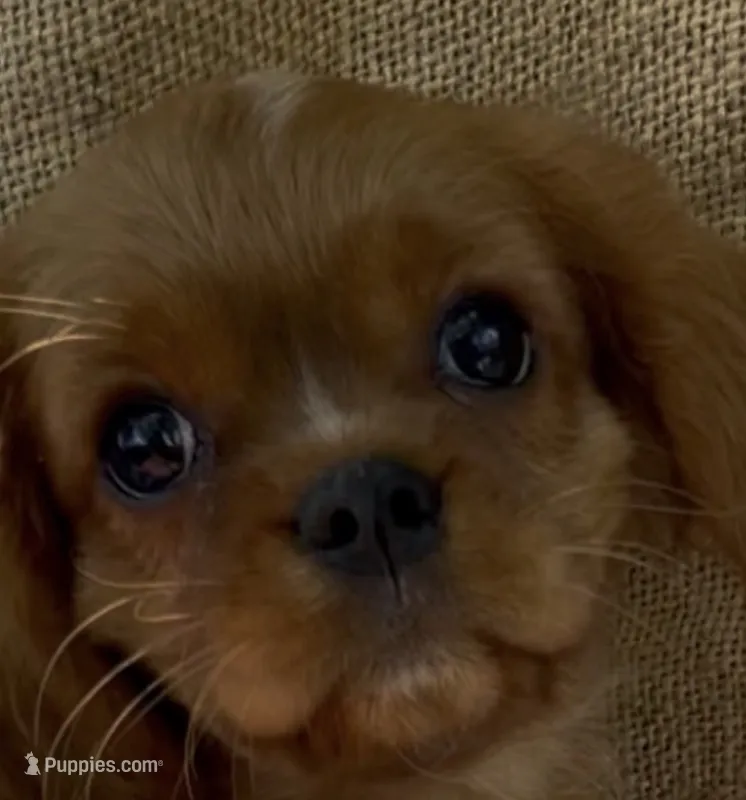 AKC Moe – Cavalier King Charles Spaniel puppy for sale in Fordland, MO