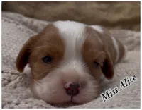 AKC Miss Alice, a female Cavalier King Charles Spaniel for sale in Fordland, MO – 6 of 8