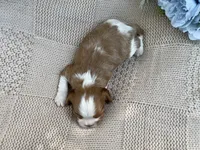 AKC Curly, a male Cavalier King Charles Spaniel for sale in Fordland, MO – 3 of 7