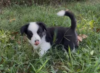 AKC Jack, a male Cardigan Welsh Corgi for sale in Fordland, MO – 2 of 9