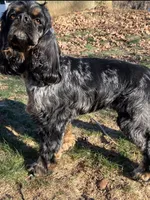 Noël, a female Cockalier for sale in Fordland, MO – 5 of 6