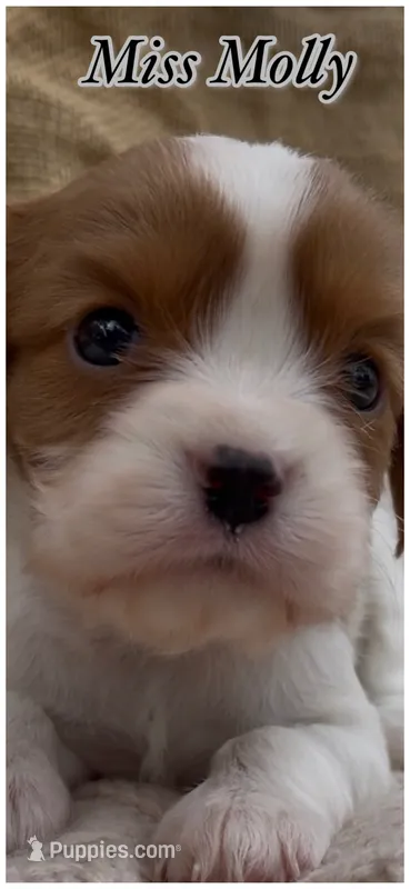 AKC Miss Molly, a female Cavalier King Charles Spaniel for sale in Fordland, MO – 1 of 9