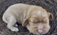 Noël, a female Cockalier for sale in Fordland, MO – 3 of 6