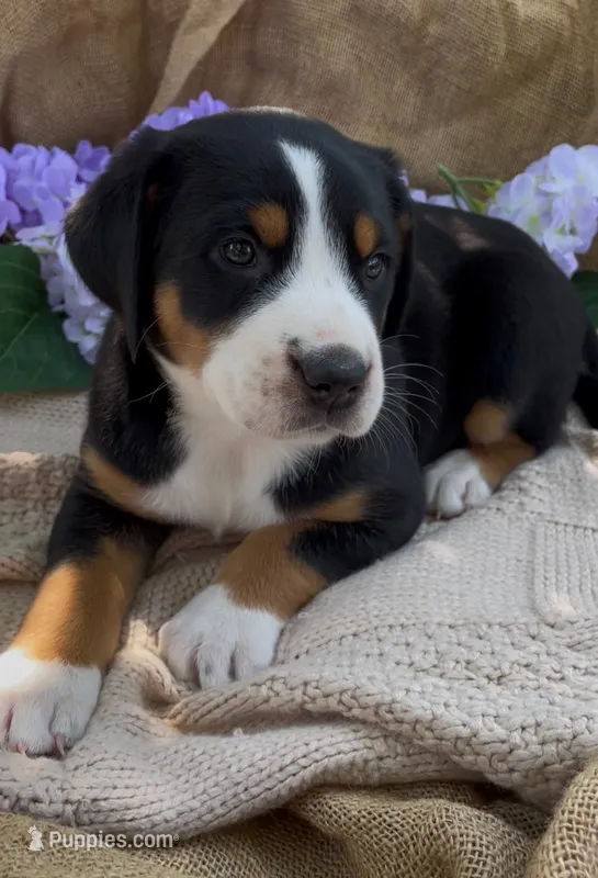 AKC Juliet – Greater Swiss Mountain Dog puppy for sale in Fordland, MO