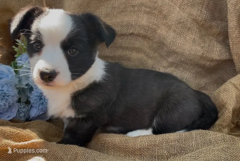 AKC Jane – Cardigan Welsh Corgi puppy for sale in Fordland, MO