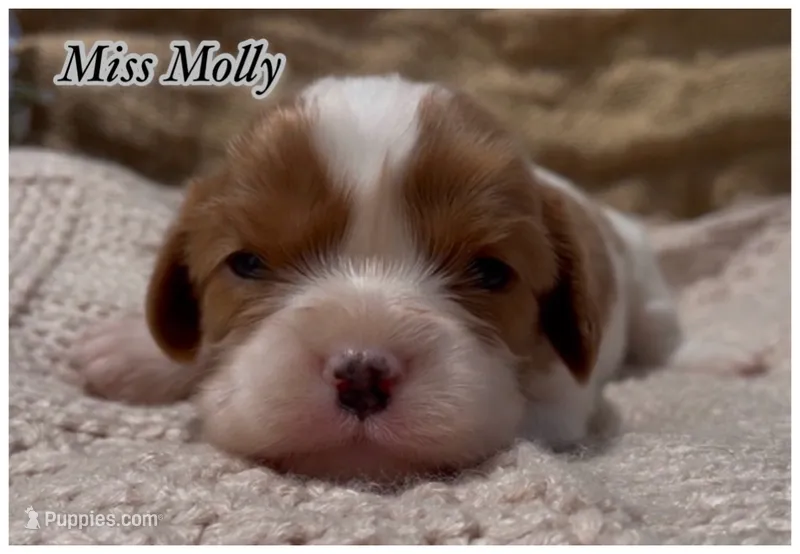 AKC Miss Molly – Cavalier King Charles Spaniel puppy for sale in Fordland, MO