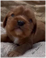 AKC Mr. Andrews, a male Cavalier King Charles Spaniel for sale in Fordland, MO – 5 of 10