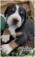 AKC Juliet, a female Greater Swiss Mountain Dog for sale in Fordland, MO – 1 of 5