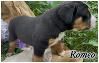 AKC Romeo, a male Greater Swiss Mountain Dog for sale in Fordland, MO – 2 of 4