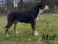 AKC Juliet, a female Greater Swiss Mountain Dog for sale in Fordland, MO – 5 of 5