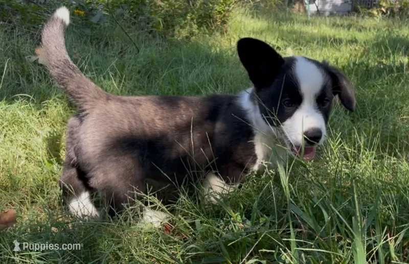 AKC Elizabeth  – Cardigan Welsh Corgi puppy for sale in Fordland, MO