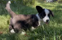 AKC Elizabeth , a female Cardigan Welsh Corgi for sale in Fordland, MO – 1 of 7