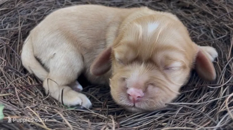 Noël – Cockalier puppy for sale in Fordland, MO