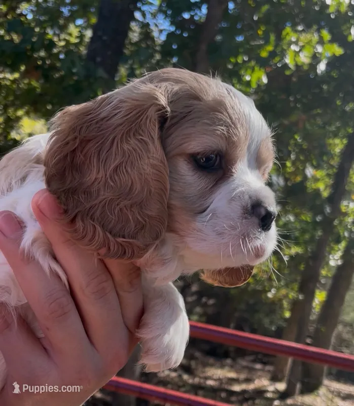 Maël – Cockalier puppy for sale in Fordland, MO