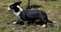 AKC GILAN, a male Cardigan Welsh Corgi for sale in Fordland, MO – 2 of 8