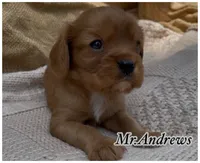 AKC Mr. Andrews, a male Cavalier King Charles Spaniel for sale in Fordland, MO – 2 of 10