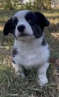 AKC Jack, a male Cardigan Welsh Corgi for sale in Fordland, MO – 5 of 9