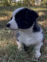 AKC Jack, a male Cardigan Welsh Corgi for sale in Fordland, MO – 6 of 9