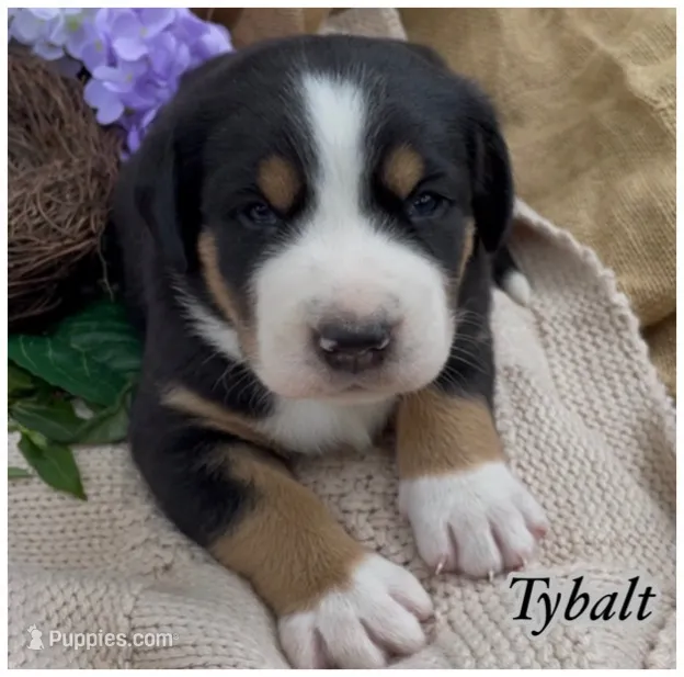 AKC Tybalt – Greater Swiss Mountain Dog puppy for sale in Fordland, MO