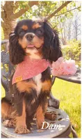 AKC July, a female Cavalier King Charles Spaniel for sale in Fordland, MO – Photo 10 of 10