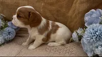AKC July, a female Cavalier King Charles Spaniel for sale in Fordland, MO – Photo 2 of 10