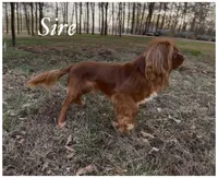 AKC July, a female Cavalier King Charles Spaniel for sale in Fordland, MO – Photo 9 of 10