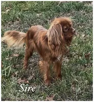 AKC July, a female Cavalier King Charles Spaniel for sale in Fordland, MO – Photo 8 of 10
