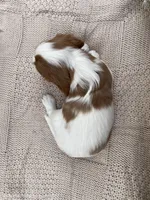 AKC July, a female Cavalier King Charles Spaniel for sale in Fordland, MO – Photo 5 of 10