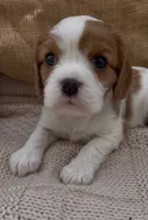 AKC July, a female Cavalier King Charles Spaniel for sale in Fordland, MO – Photo 4 of 10