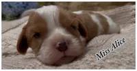 AKC Miss Alice, a female Cavalier King Charles Spaniel for sale in Fordland, MO – 5 of 8