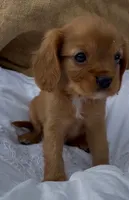 AKC Mr. Andrews, a male Cavalier King Charles Spaniel for sale in Fordland, MO – 2 of 7