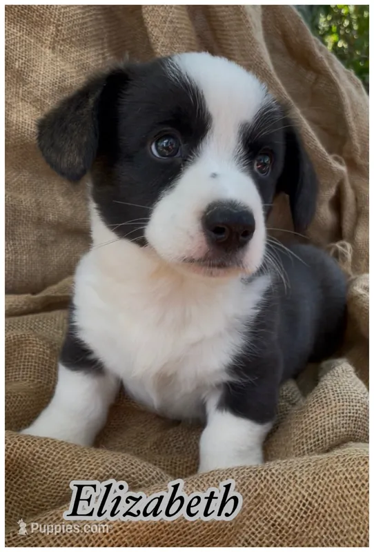 AKC Elizabeth  – Cardigan Welsh Corgi puppy for sale in Fordland, MO