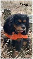 AKC June, a female Cavalier King Charles Spaniel for sale in Fordland, MO – Photo 7 of 8