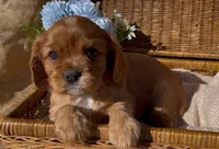 AKC June, a female Cavalier King Charles Spaniel for sale in Fordland, MO – Photo 2 of 8