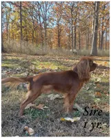 AKC June, a female Cavalier King Charles Spaniel for sale in Fordland, MO – Photo 8 of 8