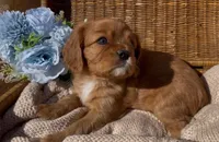 AKC June, a female Cavalier King Charles Spaniel for sale in Fordland, MO – Photo 3 of 8