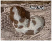 AKC Miss Molly, a female Cavalier King Charles Spaniel for sale in Fordland, MO – 6 of 9