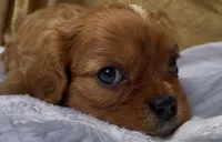AKC Moe, a male Cavalier King Charles Spaniel for sale in Fordland, MO – 4 of 9