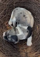 Joëlle, a female Cockalier for sale in Fordland, MO – 3 of 6