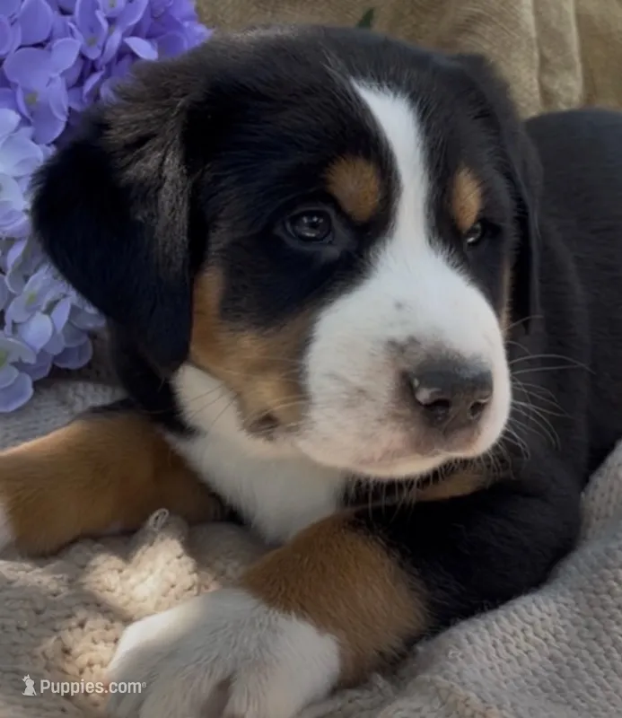 AKC Tybalt – Greater Swiss Mountain Dog puppy for sale in Fordland, MO