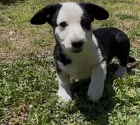 AKC GILAN, a male Cardigan Welsh Corgi for sale in Fordland, MO – 3 of 8