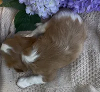 AKC Curly, a male Cavalier King Charles Spaniel for sale in Fordland, MO – 3 of 8
