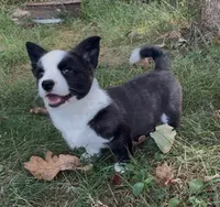 AKC Jane, a female Cardigan Welsh Corgi for sale in Fordland, MO – 2 of 8