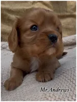 AKC Mr. Andrews, a male Cavalier King Charles Spaniel for sale in Fordland, MO – 4 of 10