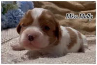 AKC Miss Molly, a female Cavalier King Charles Spaniel for sale in Fordland, MO – 5 of 9