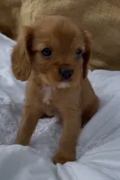 AKC Mr. Andrews, a male Cavalier King Charles Spaniel for sale in Fordland, MO – 3 of 7