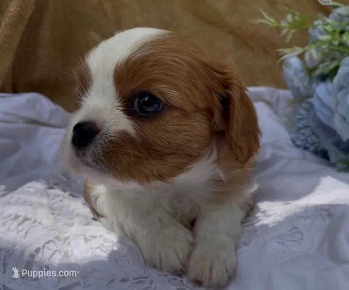 AKC Curly – Cavalier King Charles Spaniel puppy for sale in Fordland, MO