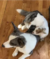 AKC Jane, a male Cardigan Welsh Corgi for sale in Fordland, MO – 5 of 5