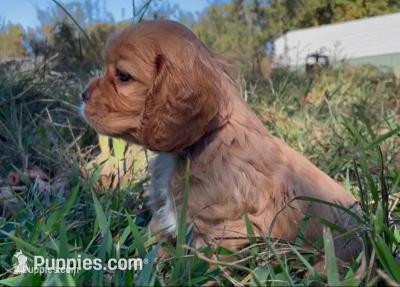 Noël – Cockalier puppy for sale in Fordland, MO